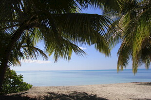 热带海滩 棕榈树下的海景