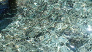 堆积的破碎玻璃块