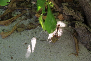 绿叶下的小蘑菇