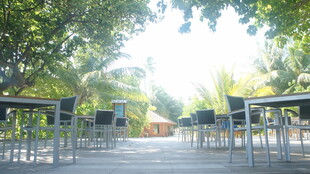 户外林荫下的桌椅场景