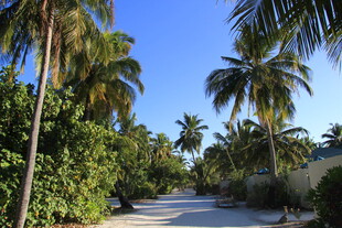 热带椰林小道风光