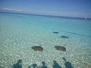 清澈海水中的几只海龟