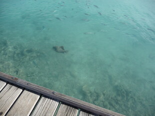 木栈道旁的清澈海水