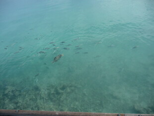 清澈海面下的海底景象