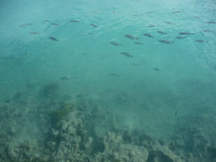 海底鱼群与珊瑚景观