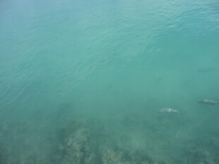 清澈海水中的游动生物