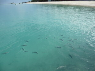 清澈海水中的群鱼游动