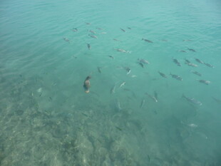 海底群鱼悠游景象