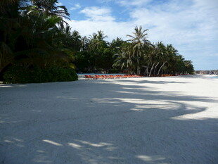 美丽海滩与繁茂棕榈树