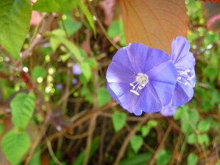蓝紫色牵牛花绽放于绿叶间