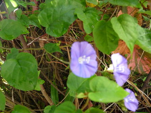 紫色小花生长于绿叶间