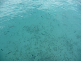 清澈海底的迷人景象