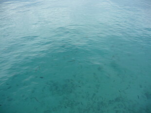 清澈海面下的海底景观