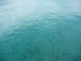 清澈海面下的海底景象