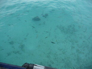 清澈海面下的海底景象