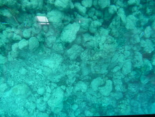 清澈海下的礁石景观