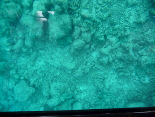 清澈海水中的潜水者