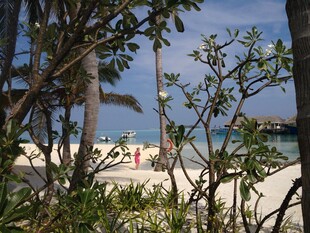 透过枝叶看海滨风光