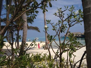 透过枝叶看海边美景