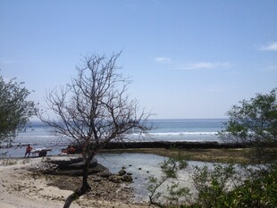 海边枯树与宁静水面景象