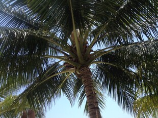 仰视下的繁茂椰子树