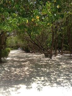 林间沙径 绿荫斑驳