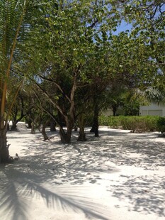 沙滩上的繁茂绿树景观