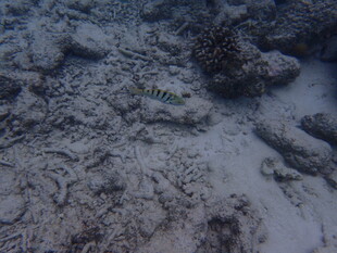 海底景象 沙石间的神秘世界