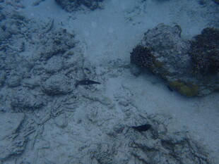 海底景象中的神秘物体