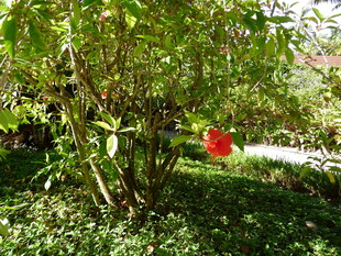 绿叶丛中一抹红