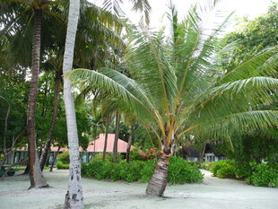 热带风光中的高大棕榈树