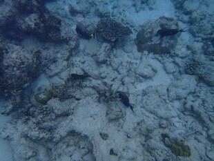 海底景象 神秘的珊瑚世界