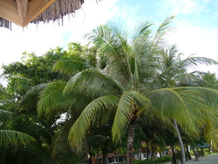 热带风光中的高大棕榈树