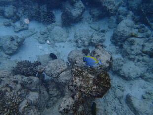 海底多彩珊瑚与小鱼