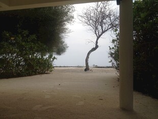 海边孤树 静谧自然景致