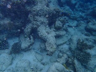 海底珊瑚礁景观