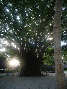 夜幕下的繁茂大树