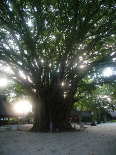 古老繁茂的参天大树