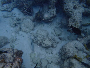 海底珊瑚礁景象