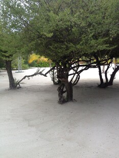 沙地上的丛生树木