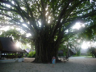 古老大树下的静谧场景