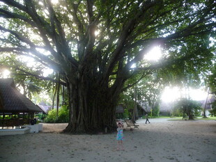 巨大古树下的休闲场景