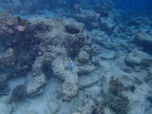 海底珊瑚礁景观