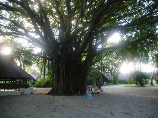 巨大古树下的休闲场景