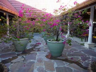 浪漫花卉环绕的庭院小径