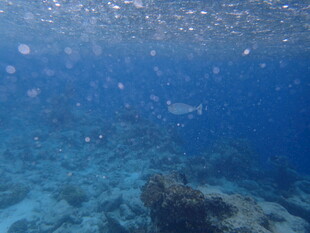 海底美景 清澈海水与礁石