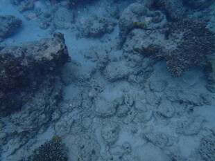 海底珊瑚礁景象