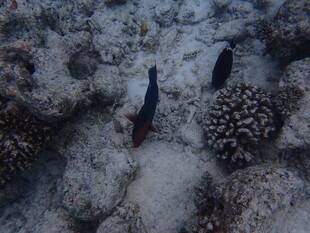 海底珊瑚间的两条小鱼