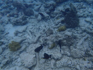 海底游动的黑色小鱼