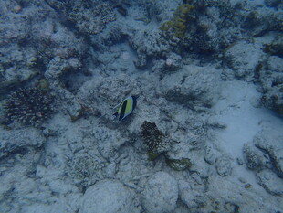 海底珊瑚间的小鱼